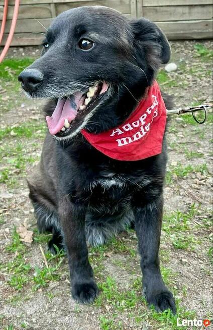 Pogodny proludzki psiak czeka na dom pełen miłości