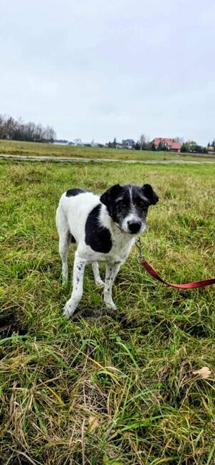 Bruno w typie terriera młody psiak szuka domu! pies psy