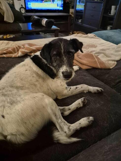 Bruno w typie terriera młody psiak szuka domu! pies psy