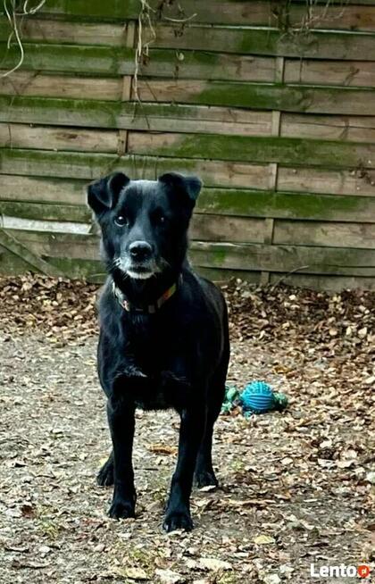 Pogodny proludzki psiak czeka na dom pełen miłości