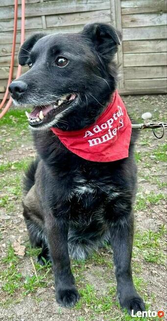 Pogodny proludzki psiak czeka na dom pełen miłości