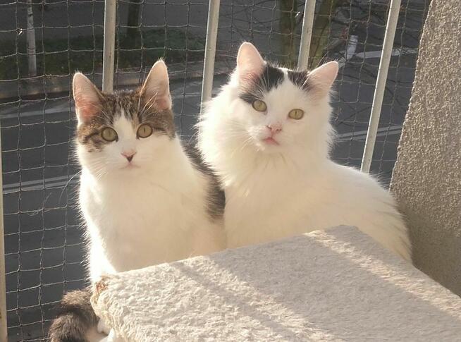 Kociaki słodsze od cukru