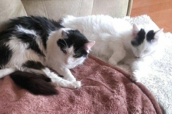 Kociaki słodsze od cukru