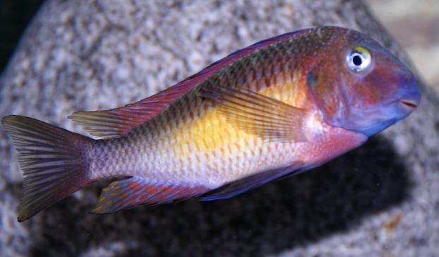 ZAKŁADANIE AKWARIÓW I SPRZEDAŻ RYB