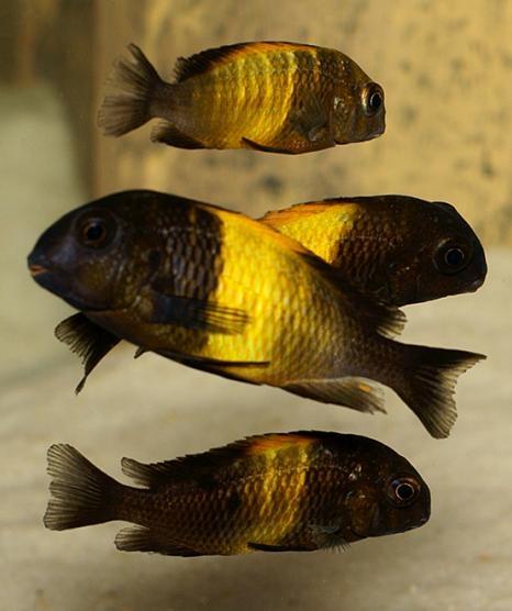 ZAKŁADANIE AKWARIÓW I SPRZEDAŻ RYB