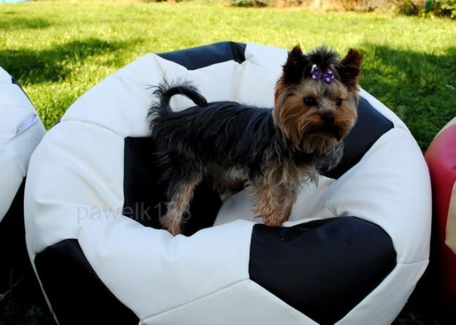 Pufa pilka 450l najtaniej producent, prezent