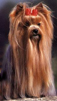 Przygotowuję Yorki do wystaw krajowych i międzynarodowych.