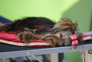 Przygotowuję Yorki do wystaw krajowych i międzynarodowych.