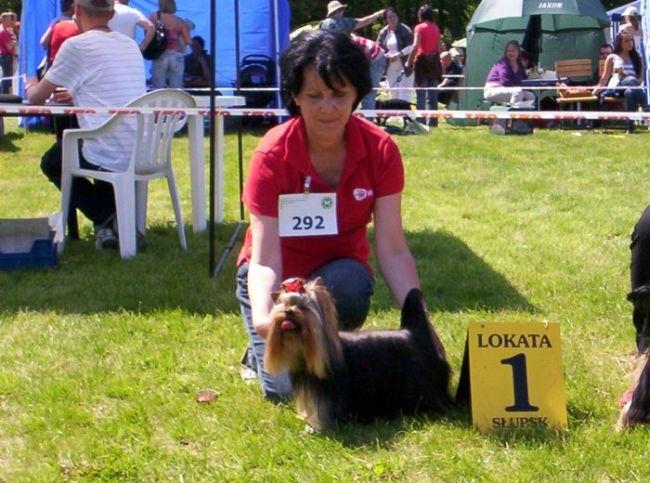 Przygotowuję Yorki do wystaw krajowych i międzynarodowych.