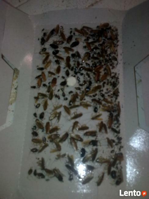 KRISOFF Zwalczanie Karaluchów Prusaków karaczanów