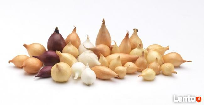 Onion sets лук севок цибуля сіянка arpagicul cebula dymka