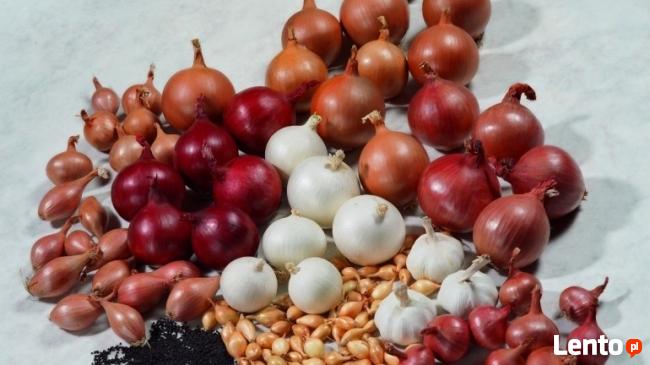 Onion sets лук севок цибуля сіянка arpagicul cebula dymka