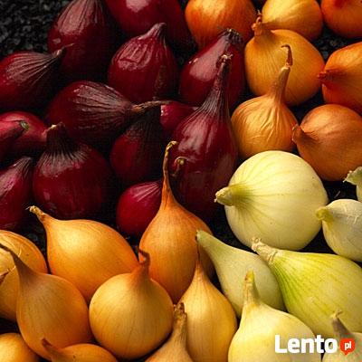 Onion sets лук севок цибуля сіянка arpagicul cebula dymka