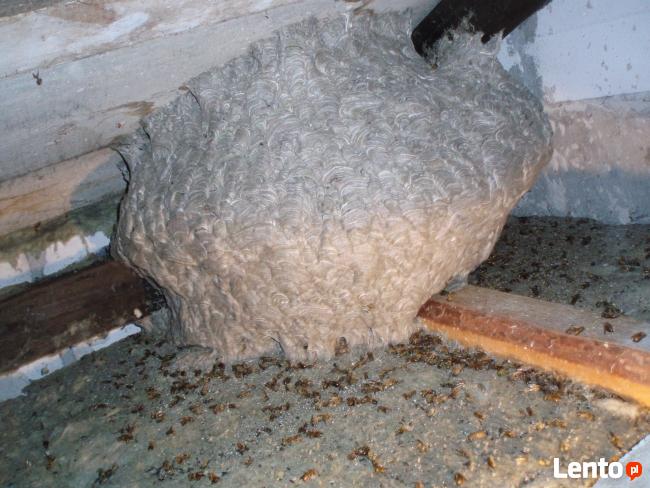 Odrobaczanie, odszczurzanie ,HACCP,usuwanie fetoru