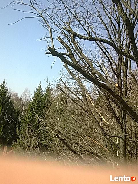 Sprzątanie ogrodów-przycinanie, pielęgnacja i wycinka drzew