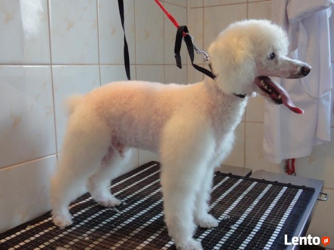 Psi Fryzjer Kaprys Barbara Karnowska