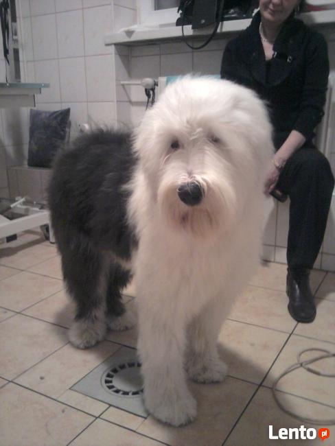 Psi Fryzjer Kaprys Barbara Karnowska