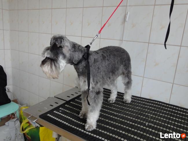 Psi Fryzjer Kaprys Barbara Karnowska