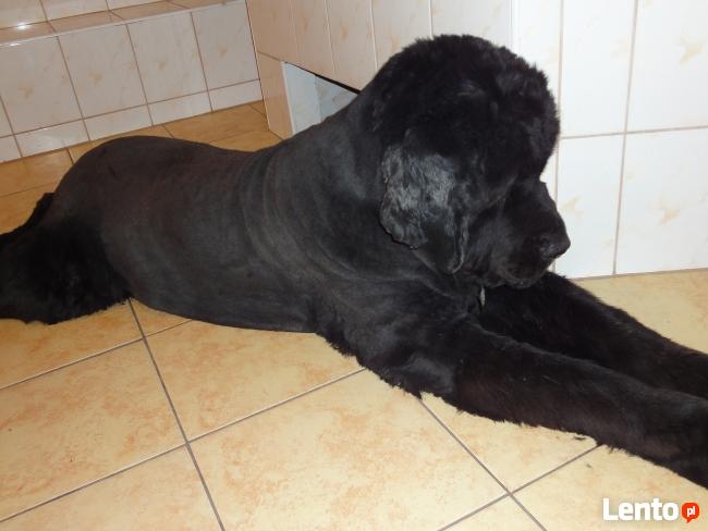 Psi Fryzjer Kaprys Barbara Karnowska