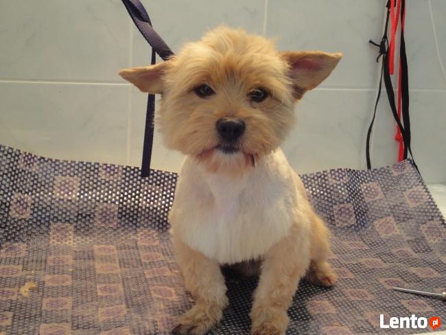 Psi Fryzjer Kaprys Barbara Karnowska