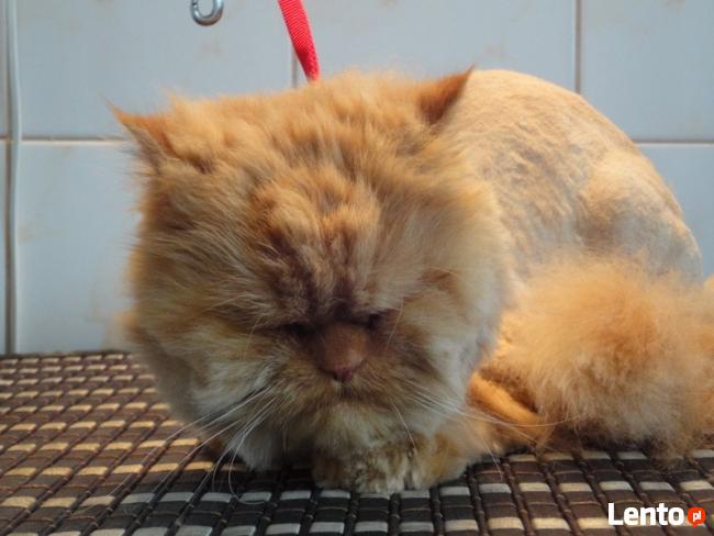 Psi Fryzjer Kaprys Barbara Karnowska