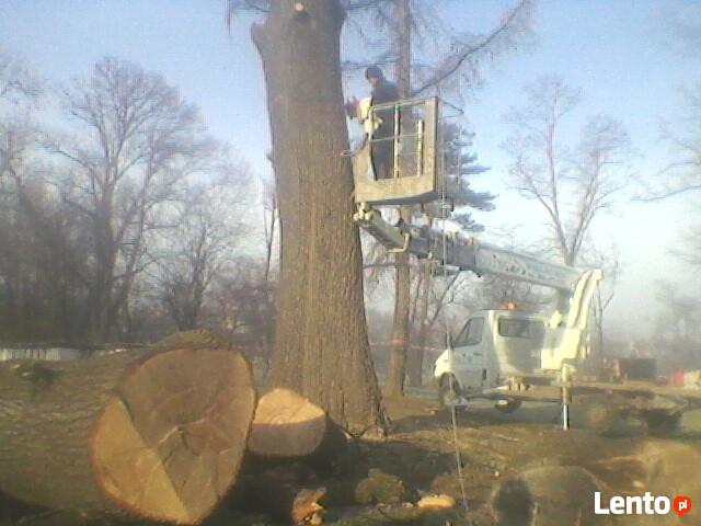 Wycinka,ścinka,pielęgnacja drzew,podnośnik