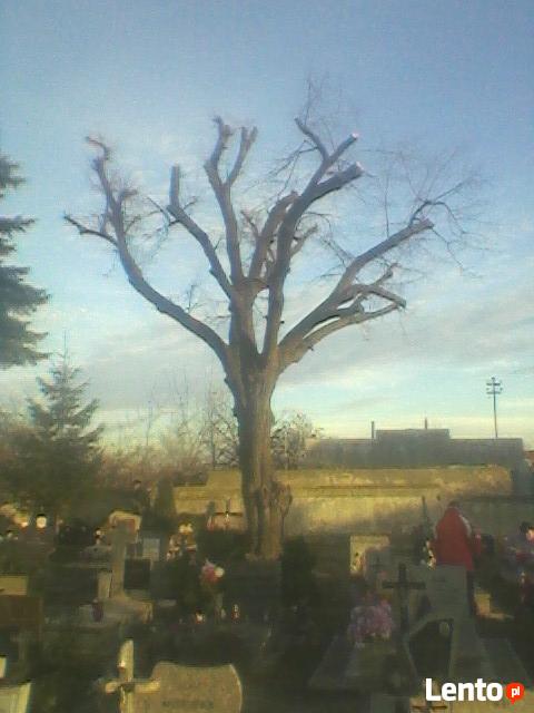 Wycinka,ścinka,pielęgnacja drzew,Jawor,Świdnica,Wrocław