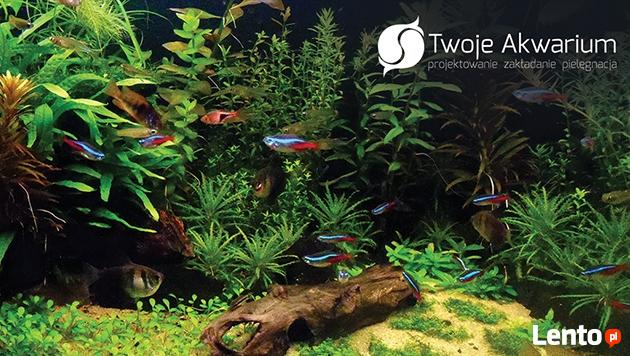 Twoje Akwarium - Projektowanie Zakładanie Pielęgnacja