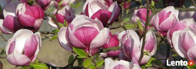 Atrakcyjne ceny - wykonywanie ogrodów