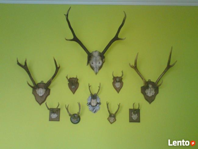 Sprzedam gabinet myśliwski