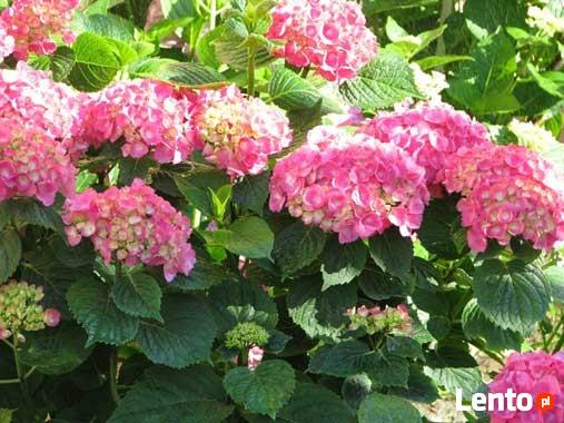 Atrakcyjne ceny - wykonywanie ogrodów