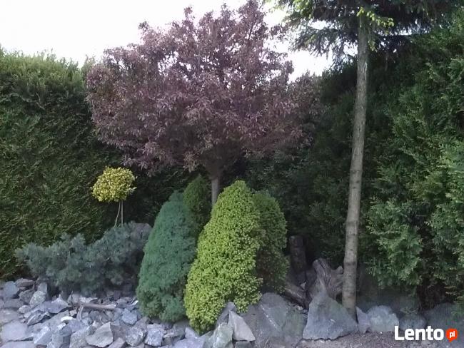 GARDENUS Usługi Ogrodnicze