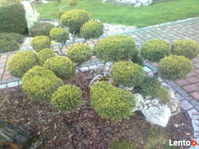 OGRODNIK ,ogrodnictwo,usługi ogrodnicze ,pielęgnacja zieleni