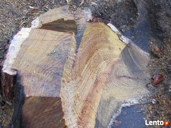 Wycinka drzew, gałęzi usuwanie Wieliczka