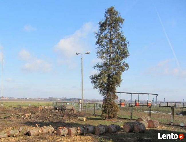 Wycinka drzew, gałęzi usuwanie Wieliczka