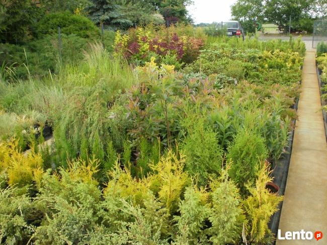 SPRZEDAM TUJE SZMARAGD I INNE