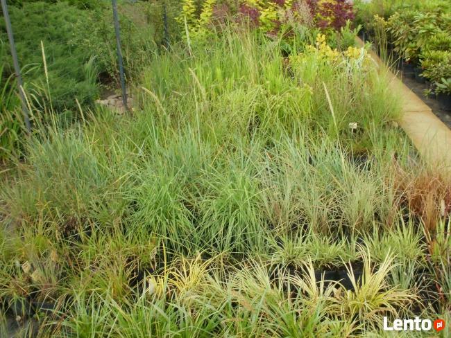 SPRZEDAM TUJE SZMARAGD I INNE