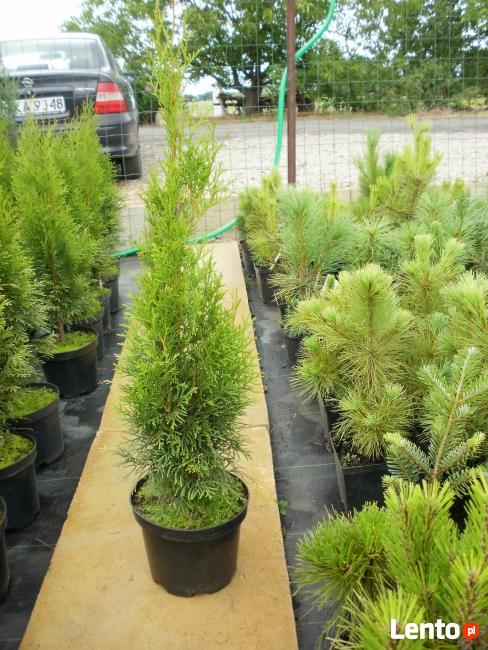 SPRZEDAM TUJE SZMARAGD I INNE