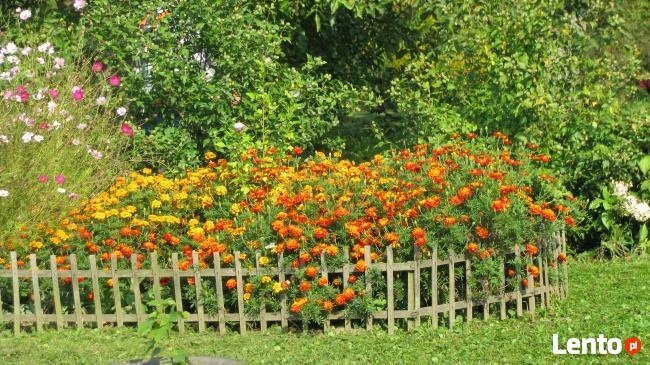 Gospodarstwo agroturystyczne Zaścianek Dzierążnia11