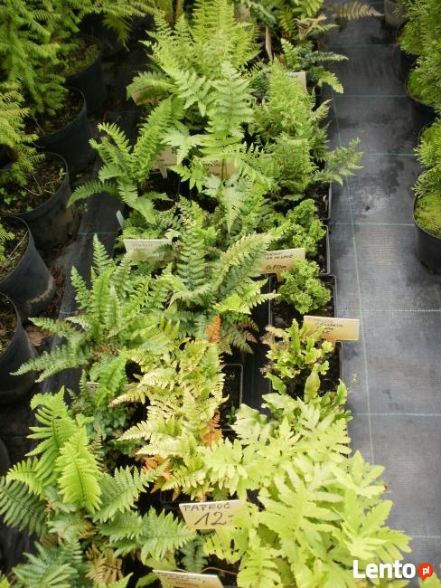 SPRZEDAM TUJE SZMARAGD I INNE