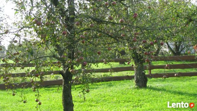 Gospodarstwo agroturystyczne Zaścianek Dzierążnia11