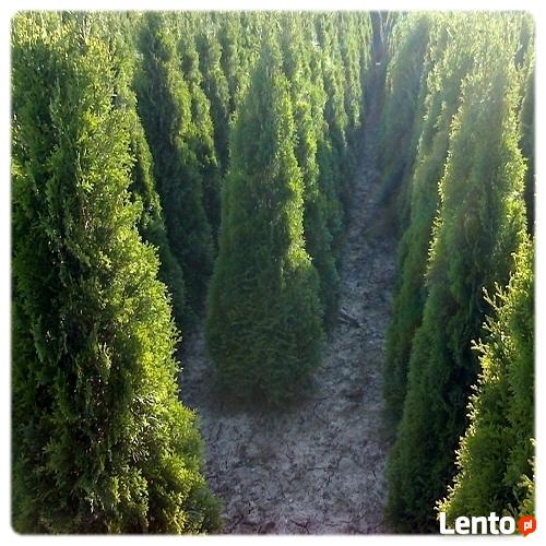 Pielęgnacja ogrodów usługi ogrodnicze wisła ustroń brenna