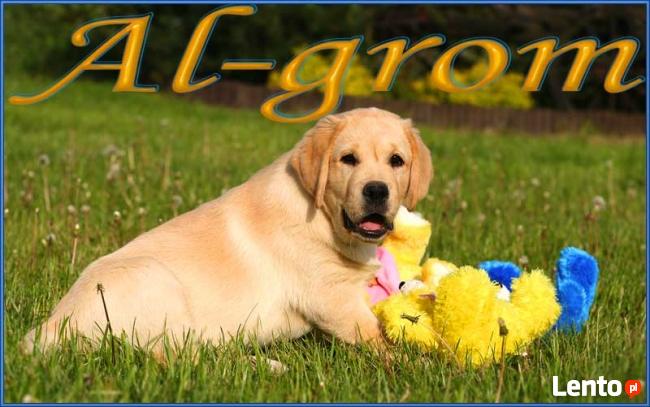 Biszkoptowe szczenięta Labrador Retriever wysokiel klasy