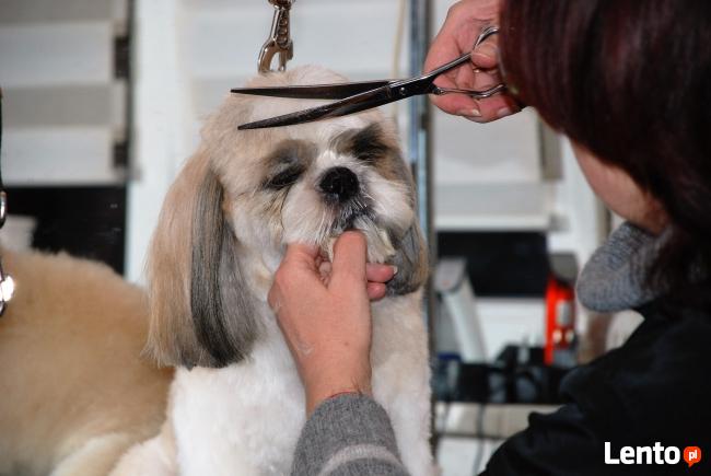 Strzyżenie psów Warszawa Marysin Wawerski