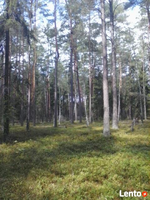 Trzebież-przecinka leśna,pięlęgnacja lasów.
