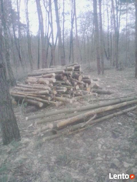 Trzebież-przecinka leśna,pięlęgnacja lasów.