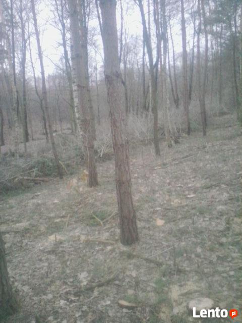 Trzebież-przecinka leśna,pięlęgnacja lasów.