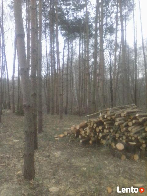 Trzebież-przecinka leśna,pięlęgnacja lasów.