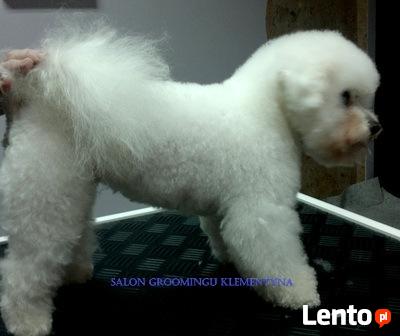 Strzyżenie psów Warszawa Marysin Wawerski