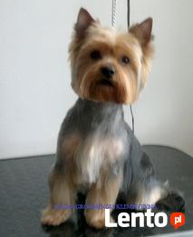 Strzyżenie psów Warszawa Marysin Wawerski